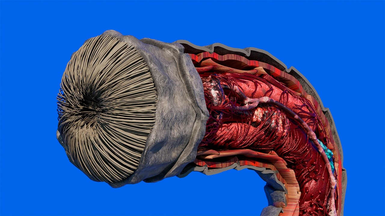Detailed Sandworm How does a sandworm work - YouTube