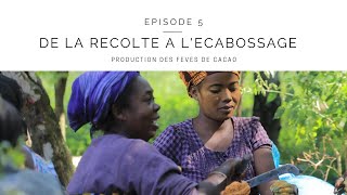 Production des fèves de cacao - Episode 5 - de la récolte à l'écabossage