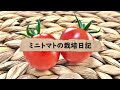 ミニトマトの栽培日記【鈴なりミニトマト】2022年春植え☆彡