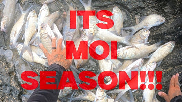 Throw Net Hawaii - Moi Season 2024