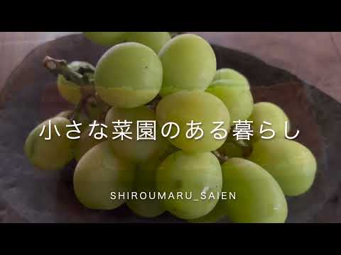 小さな菜園のある暮し/福智山麓なごりの夏の風景