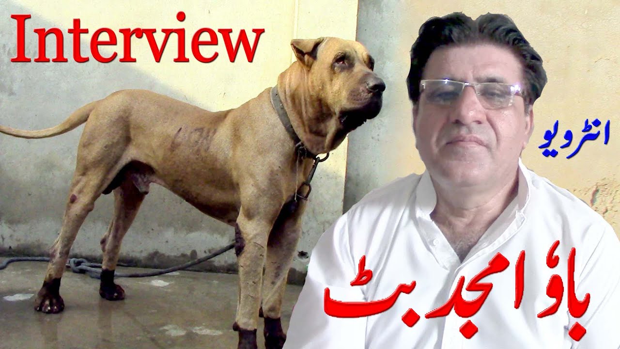 Balum Bully Kutta And Interview Bao Amjad Butt By Pakoistani Bully Dog ...