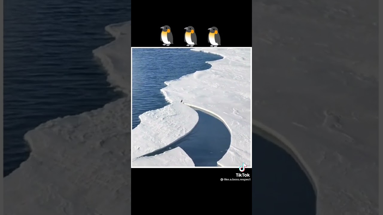 penguin in danger 😢