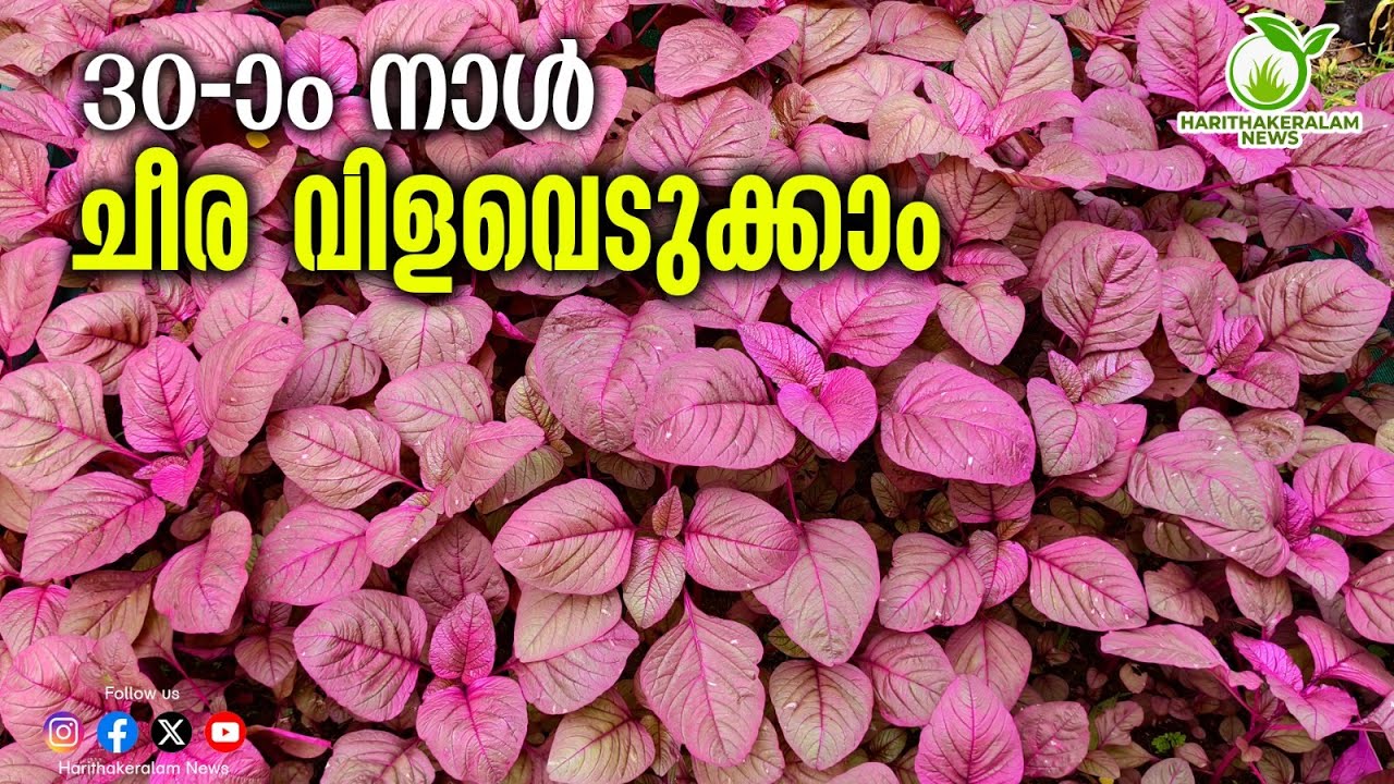 ഒരു തുണ്ട് ഭൂമിയില്‍ ഒരായിരം ചീര വിളയിക്കാം