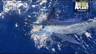 Pez Vela Uno De Los Más Veloces Del Mundo - Biósfera Digital