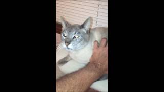 Video of adoptable pet named Claude