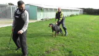 KICHE K9 TRAINING: On/off and focus training. Security Dog.