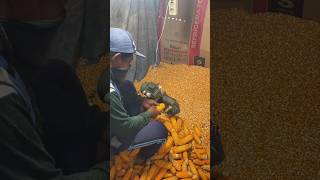 Jogi Re | CG Song | Bhutta Se Dana Alag Karna | Village Work Video 2026