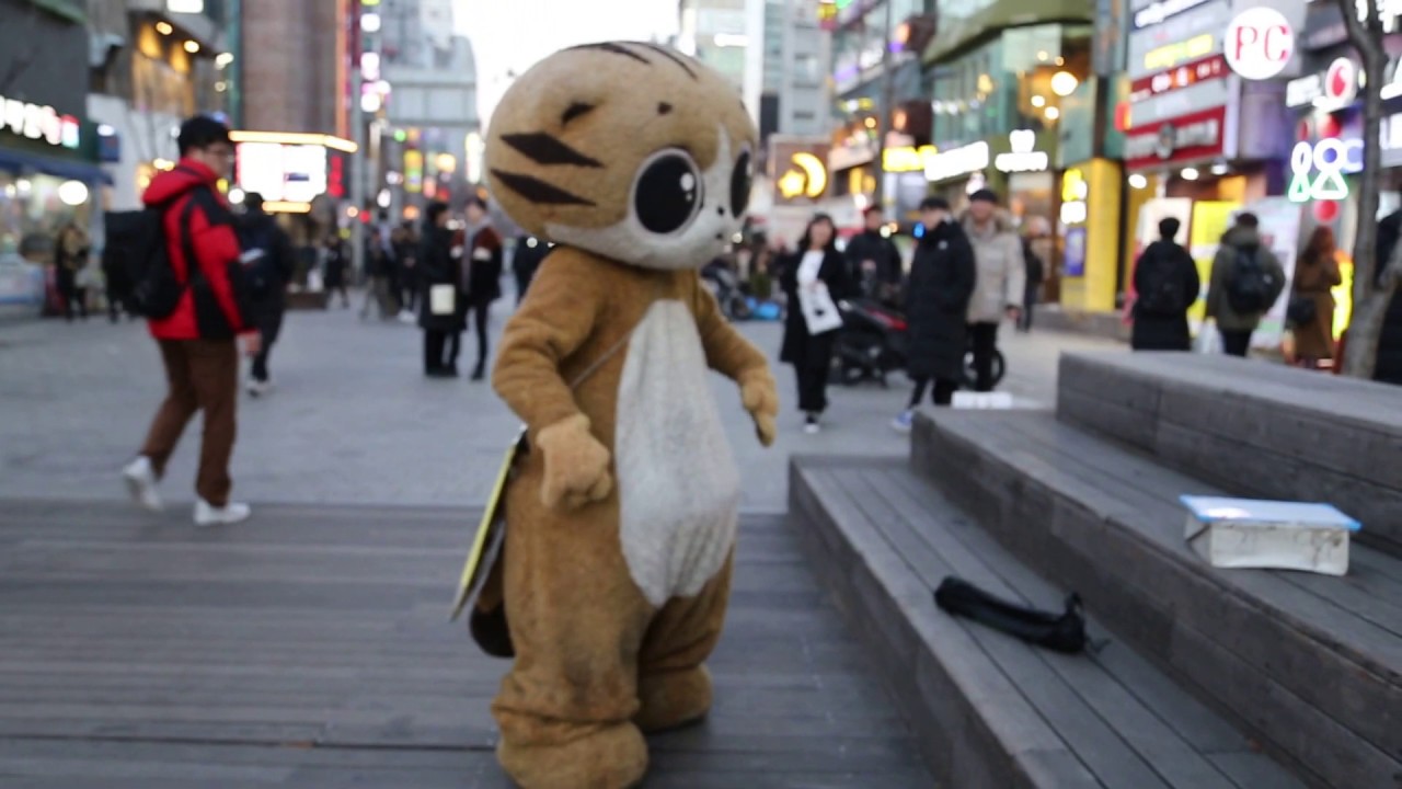 JHK TV]신촌 명물고양이 shin chon special cat 쿵쿵따