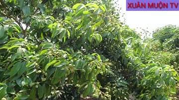 thăm vườn vải thiều ngọt vùng cao-phong vân-lục ngạn BG sai từng chùm luôn