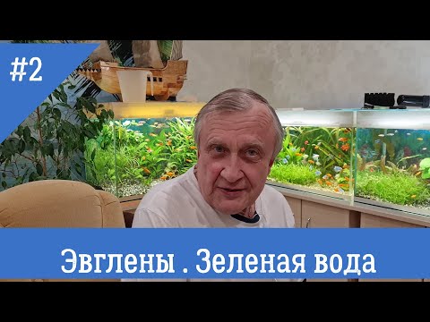 #02 Эвгленовые водоросли. Зеленая вода в аквариуме. Аквариумистика с Геннадием Посейдонычем