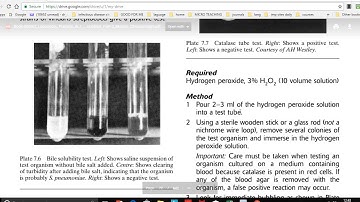 Catalase test (for exams and viva) staphylococcus