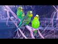 Budgie Flock Sounds in Aviary for 1 Hour