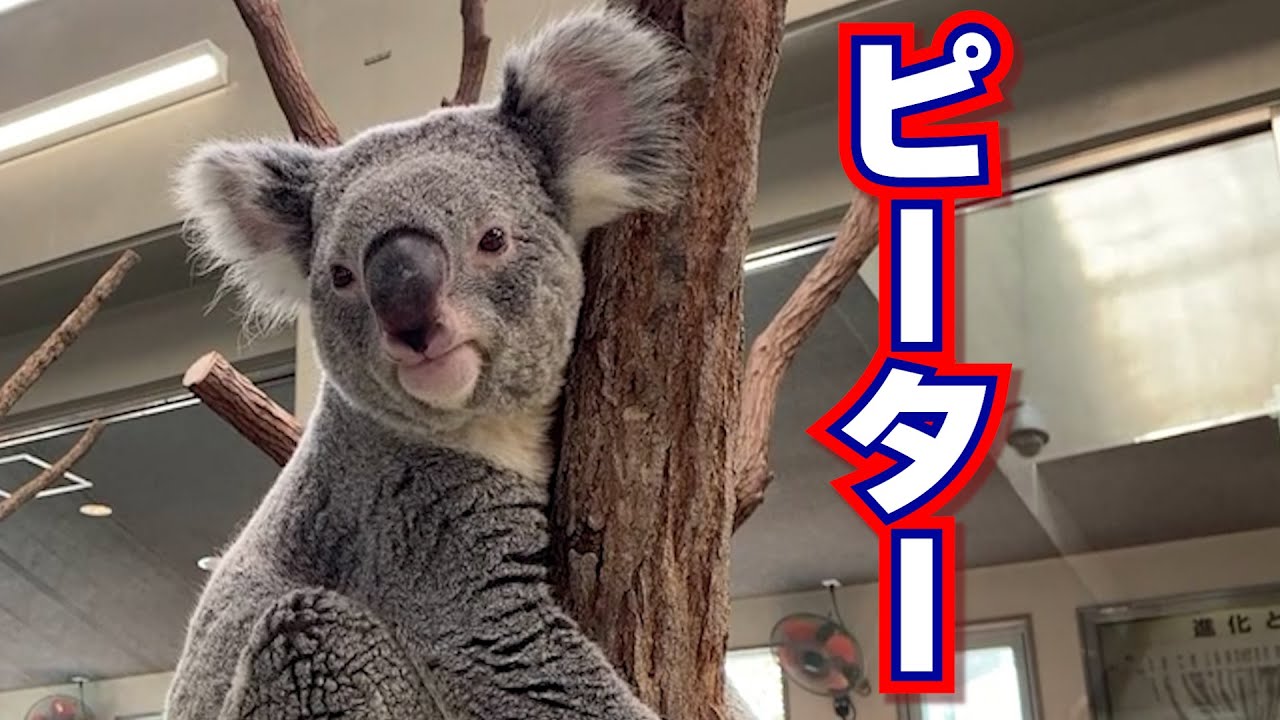 コアラ ピーター イングランドの丘 Youtube