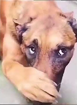 Собачка с бабочкой на носике смотреть видео онлайн от "Rin_Tyty" в хорошем кач