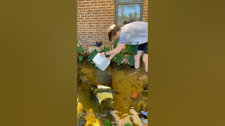 Bass Backyard Pond #aquarium #turtle #fishaquarium #aquariumfun