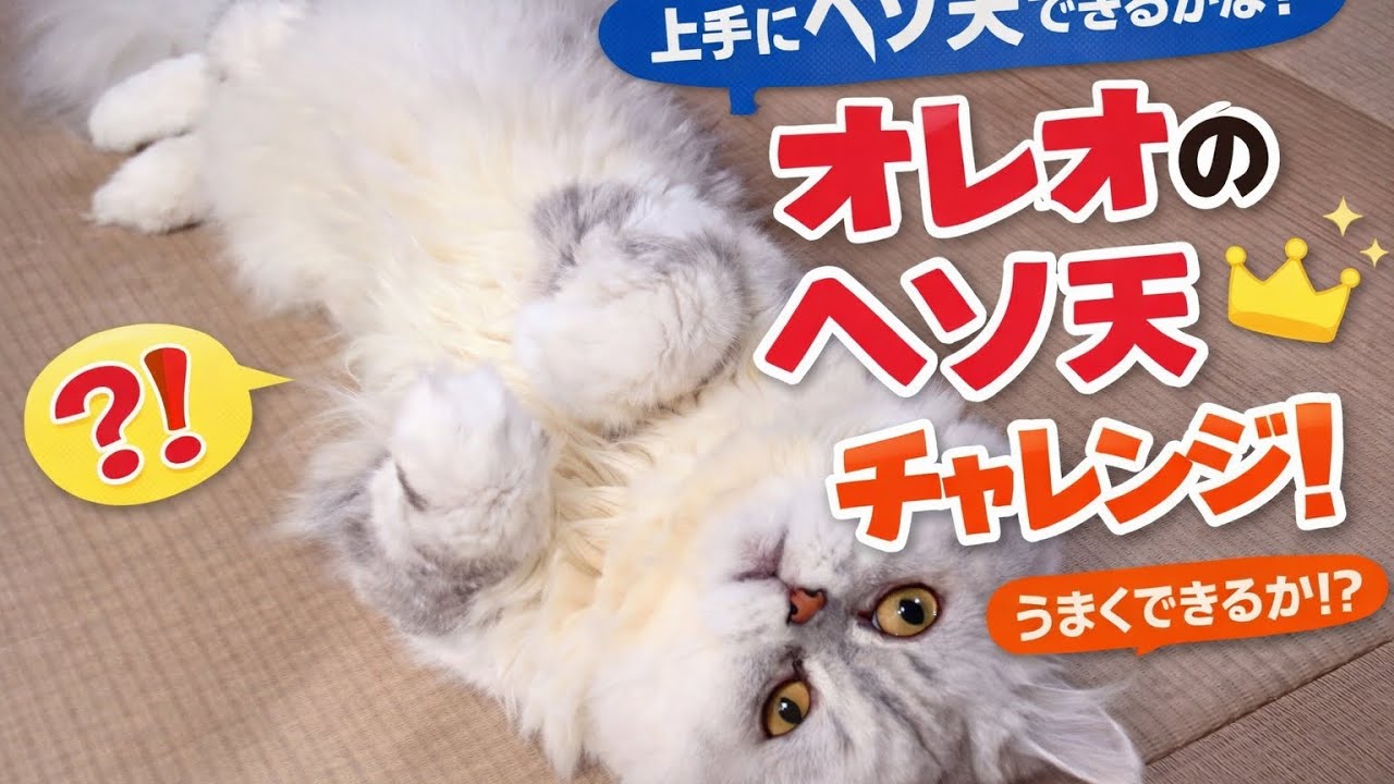 オレオくんのヘソ天チャレンジ #259