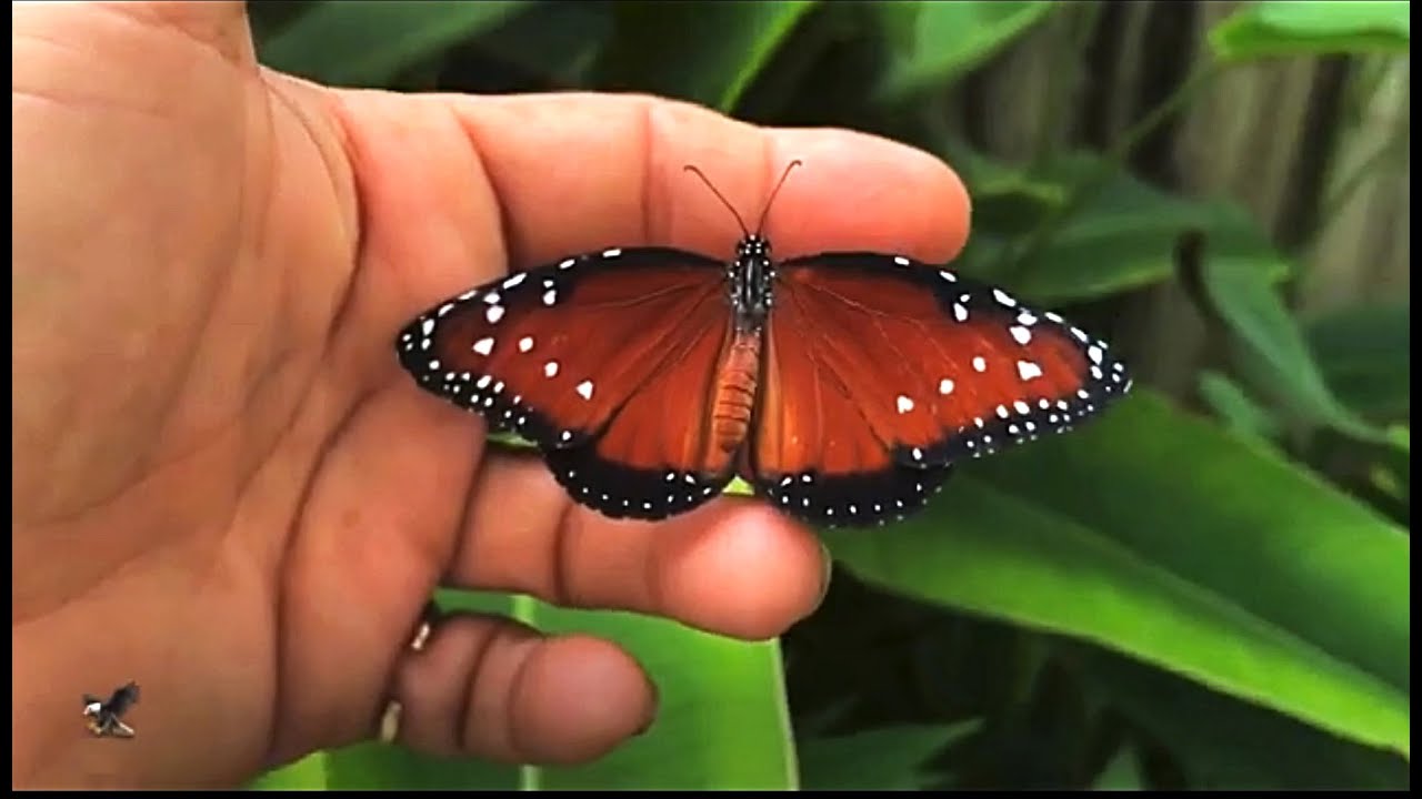 Cómo Criar y Atraer Mariposas Queen(Reinas)(Danaus Gilippus) SU CICLO