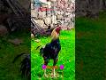 action chek#swataseels #shortvideos #shorts #viralshort #trendingshorts #unfrezzmyaccount