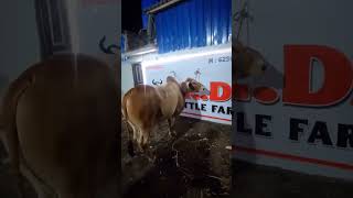 R.D CATTLE FARM 🔥 PAIRATUNGI #viral #cow #cattleworld #qurbanvlogs #shorts