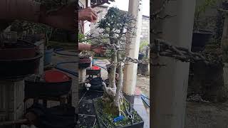 streblus asper #bonsai #bonsaitree #nature