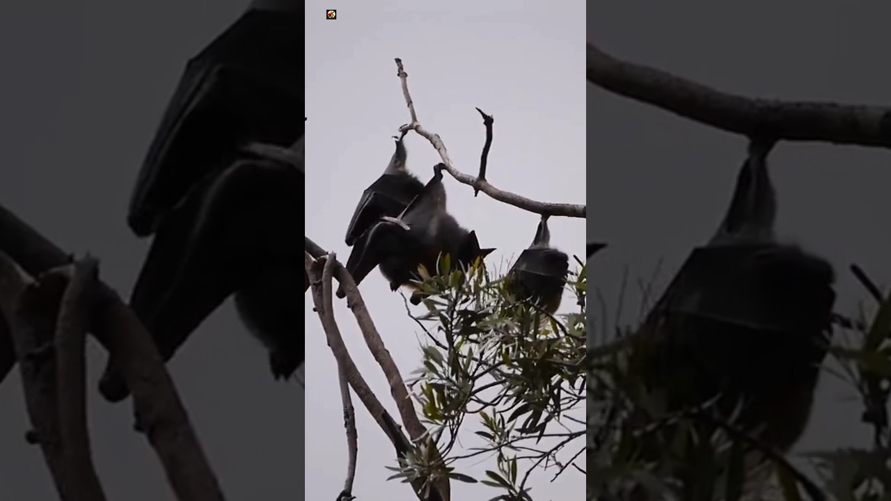 BATS - Bats Sound  🦇️ 🖤 (1)