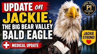 Jackie the Big Bear Bald Eagle: Latest Medical Update