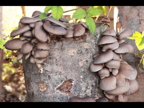 Грибы вешенки. Сбор урожая вешенки на пеньках