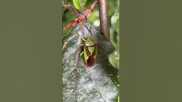 Copper beech - shield bug on leaf - September 2023