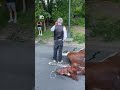 Caballo de carruaje colapsa y muere en Central Park