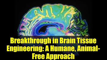 Breakthrough in Brain Tissue Engineering: A Humane, Animal-Free Approach
