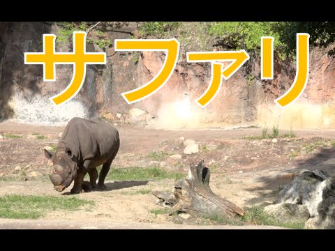 ºoº ディズニーでサファリ！ アニマルキングダム キリマンジャロ