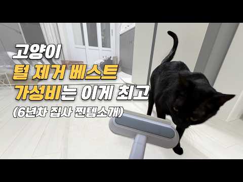 고양이 용품 추천!! 냥템소개/고양이 털제거 브러쉬/갓성비