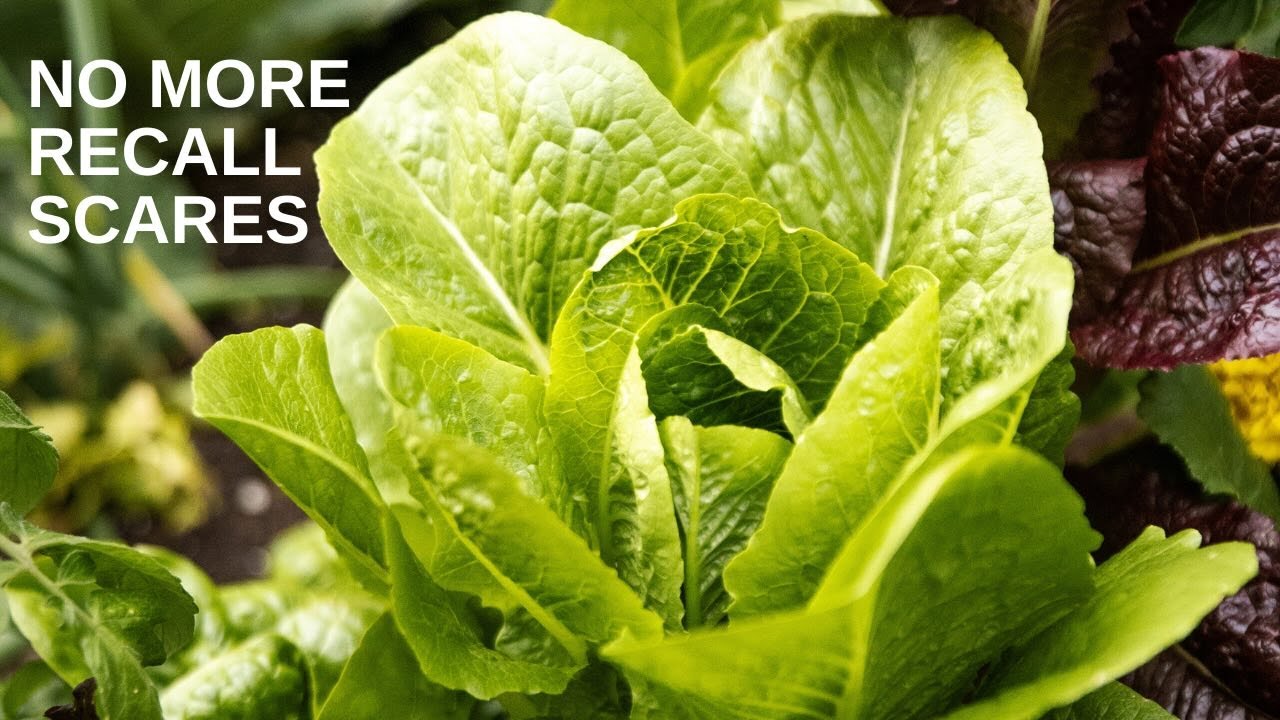 How Close Can You Plant Romaine Lettuce?