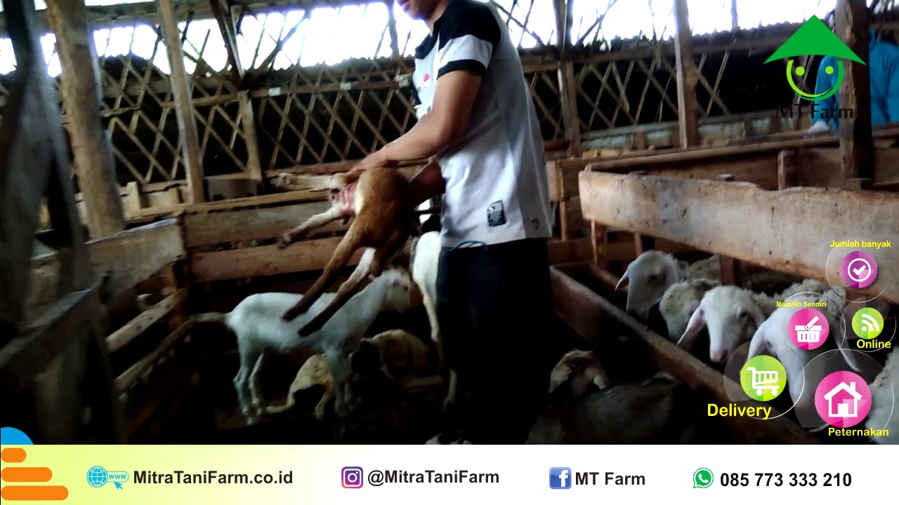WA 0857 7333 3210, Jual Hewan Qurban Jakarta Barat, FREE ONGKIR