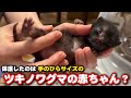 子猫じゃなくツキノワグマの赤ちゃんだったかも