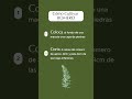Cultiva Romero en Casa