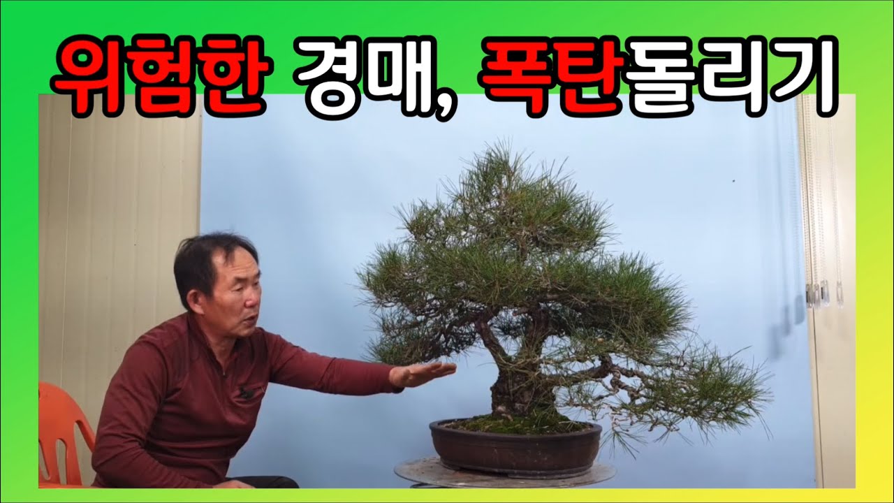 분재관리 246강 위험한 경매-폭탄돌리기