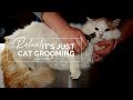 Tips for Your Cat Grooming Business: Be a Master, Prevent Bites, Super Greasy Cats
