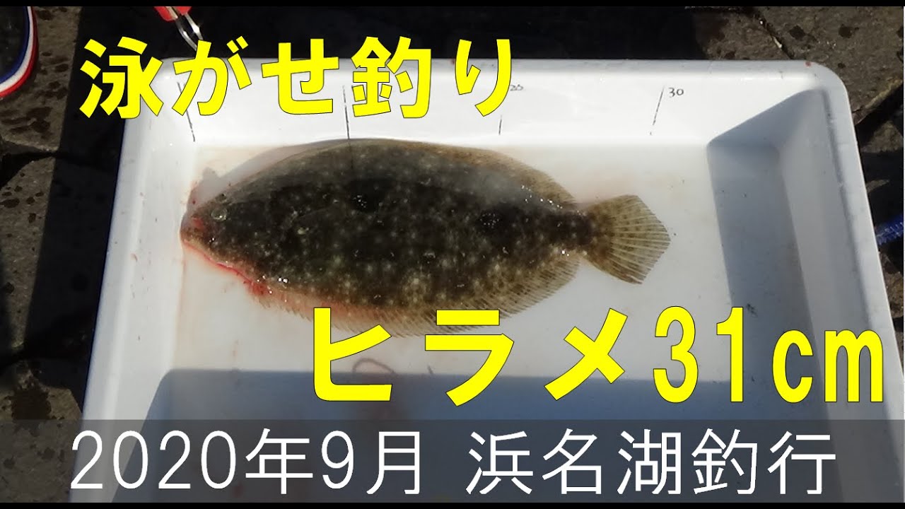 年9月 浜名湖釣行 ヒラメ31cm Youtube