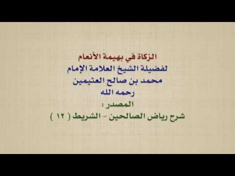 الشيخ ابن عثيمين الزكاة في بهيمة الأنعام