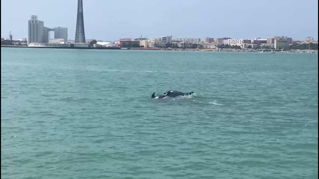 ⁣Delfines dentro de la Bahía de Cádiz  12 junio 2021