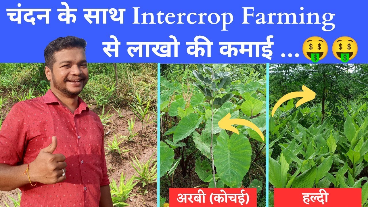 Intercrop Farming in sandalwood || चंदन के साथ ११ प्रकार की फसले |हल्दी,मिर्च,अदरक,लसुण,मेथी,पालक...
