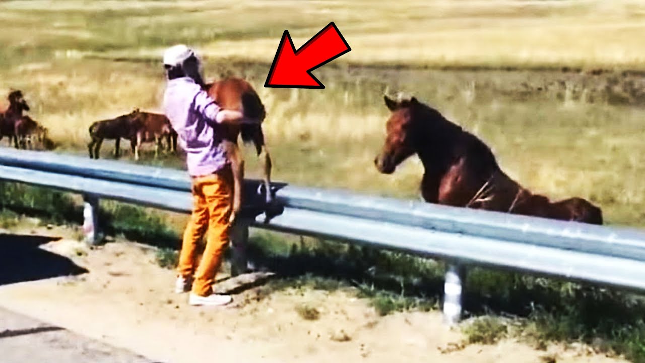 Мужчина вернул потерянного жеребёнка лошади, а дальше произошло что то ...