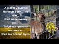 Україно - Німецьке дитинство. Оленяча радість