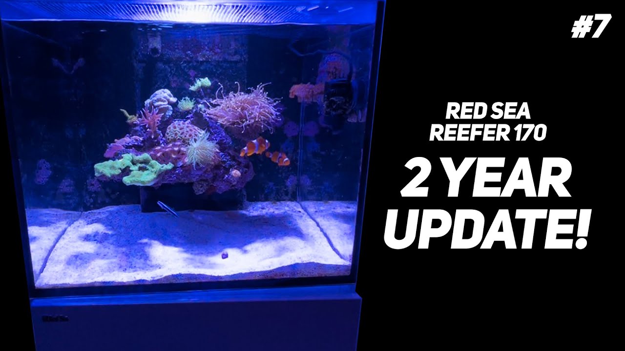 Red Sea Reefer 170 Floating Aquascape - 2 year review