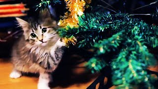 😻 СATS VS CHRISTMAS TREES 🎄 by Lulunolly 76,070 views 5 years ago 4 minutes, 31 seconds