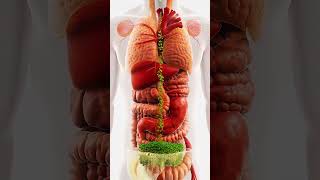 The Journey of Green Onion Through Your Digestive System. #health #3d #ukviral #aivideos #foryou