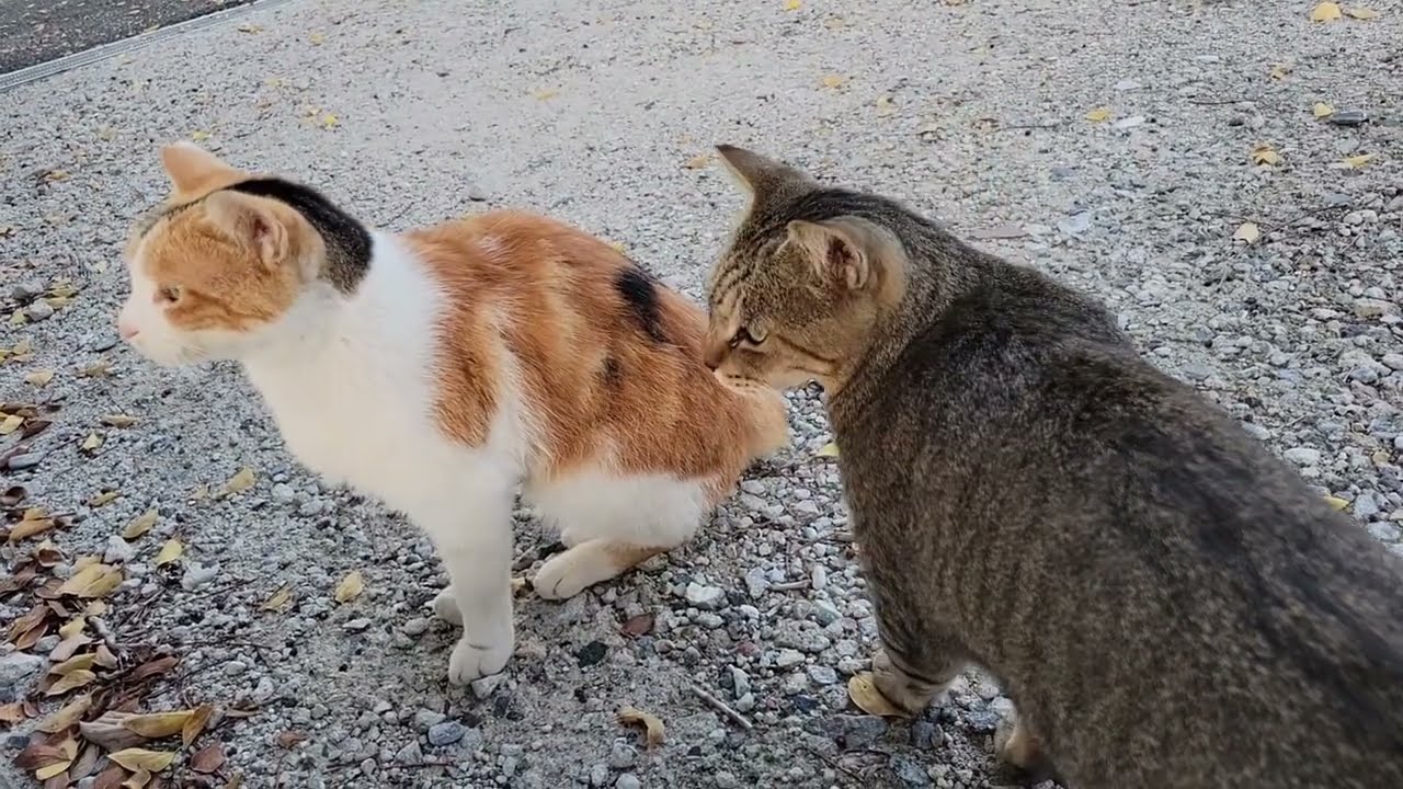 2025 10 02 さくら猫・地域猫⑥ ララちゃん、みゅうちゃん、ボス