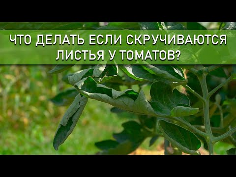 Если увидели такие листья у томатов срочно спасайте его!